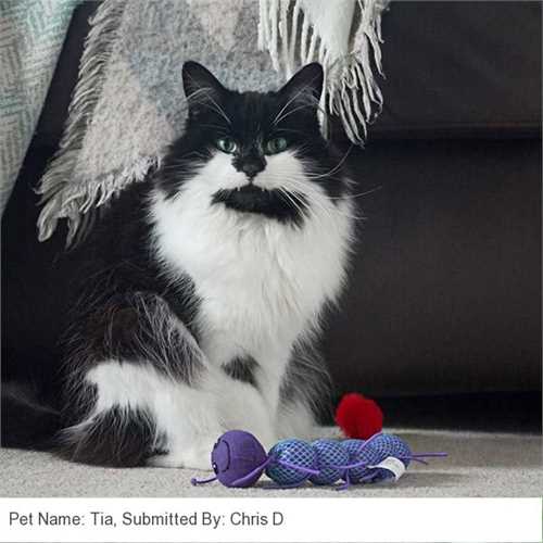 490_kong_cat_nibble_critter_catnipillar_cat_toy_01_1611244177_{464b8_customer_picture.jpg